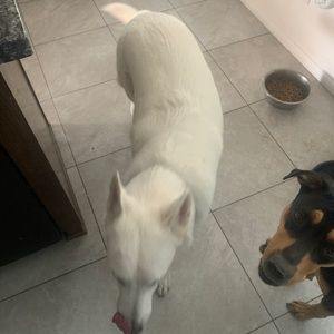 Meet your Posher, Daniel